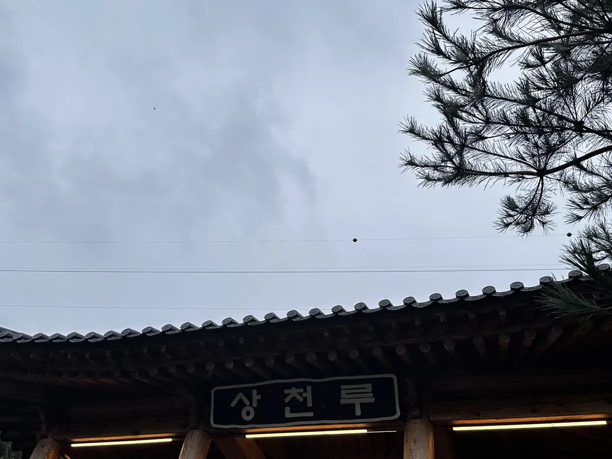 저녁 무렵의 상천루 지붕과 소나무